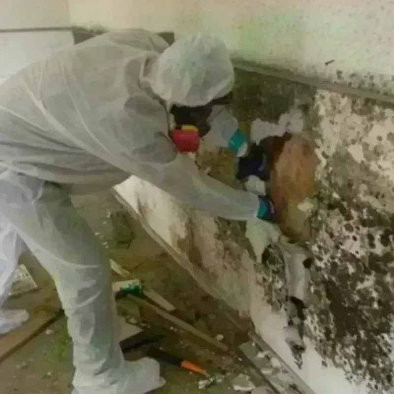 Mold Remediation and Removal in Vassalboro, ME